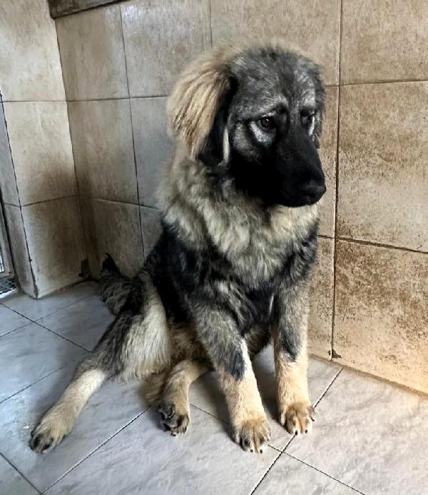 Vienna Cucciola Pastore Del Caucaso